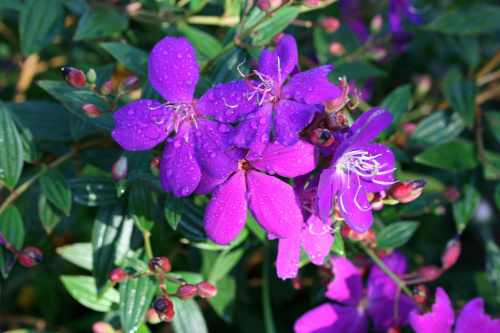 Tibouchina Carol Lyn z bialymi precikami.