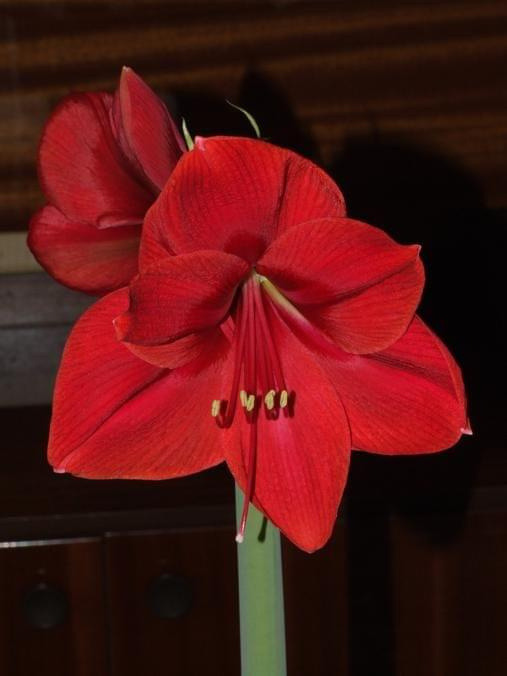 odmiana 'Rilona' - 23 marca 2009 #amarylis #Hippeastrum #hydroponika #Rilona