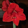 odmiana 'Rilona' - 23 marca 2009 #amarylis #Hippeastrum #hydroponika #Rilona