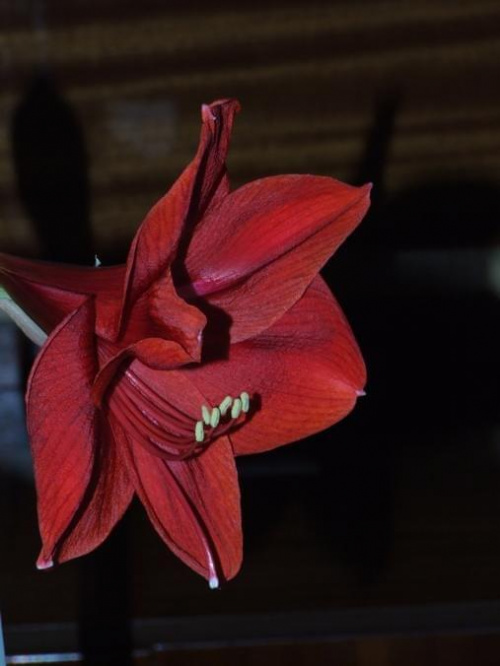 odmiana 'Rilona' - 23 marca 2009 #amarylis #Hippeastrum #hydroponika #Rilona