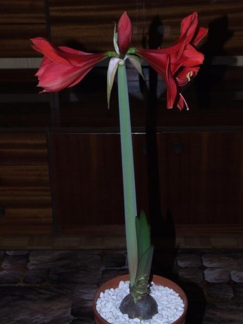 odmiana 'Rilona' - 23 marca 2009 #amarylis #Hippeastrum #hydroponika #Rilona