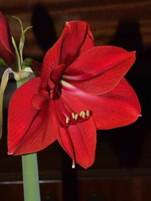 odmiana 'Rilona' - 23 marca 2009 #amarylis #Hippeastrum #hydroponika #Rilona