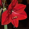 odmiana 'Rilona' - 23 marca 2009 #amarylis #Hippeastrum #hydroponika #Rilona