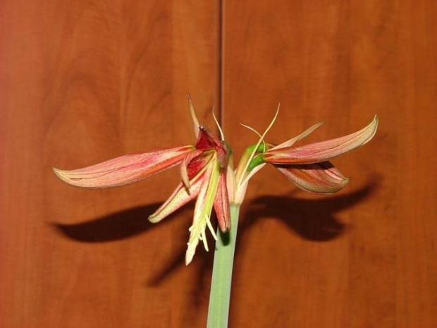 odmiana 'La Paz' - 24 marca 2009 #amarylis #Hippeastrum #hydroponika #LaPaz