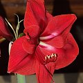 odmiana 'Rilona' - 24 marca 2009 #amarylis #Hippeastrum #hydroponika #Rilona