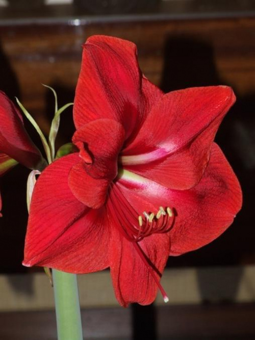 odmiana 'Rilona' - 24 marca 2009 #amarylis #Hippeastrum #hydroponika #Rilona