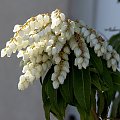 Wiosenny wtorek 24 marca-pierwsze kwiaty pierisa japońskiego (Pieris japonica)