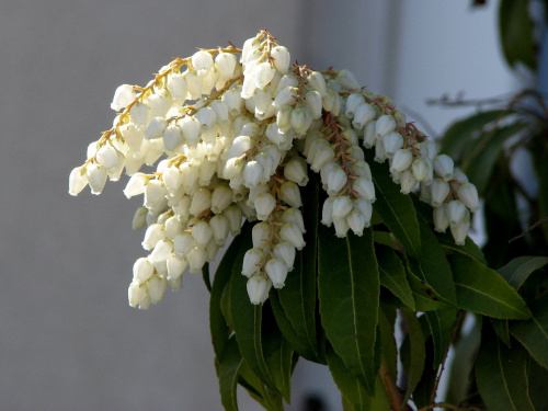 Wiosenny wtorek 24 marca-pierwsze kwiaty pierisa japońskiego (Pieris japonica)