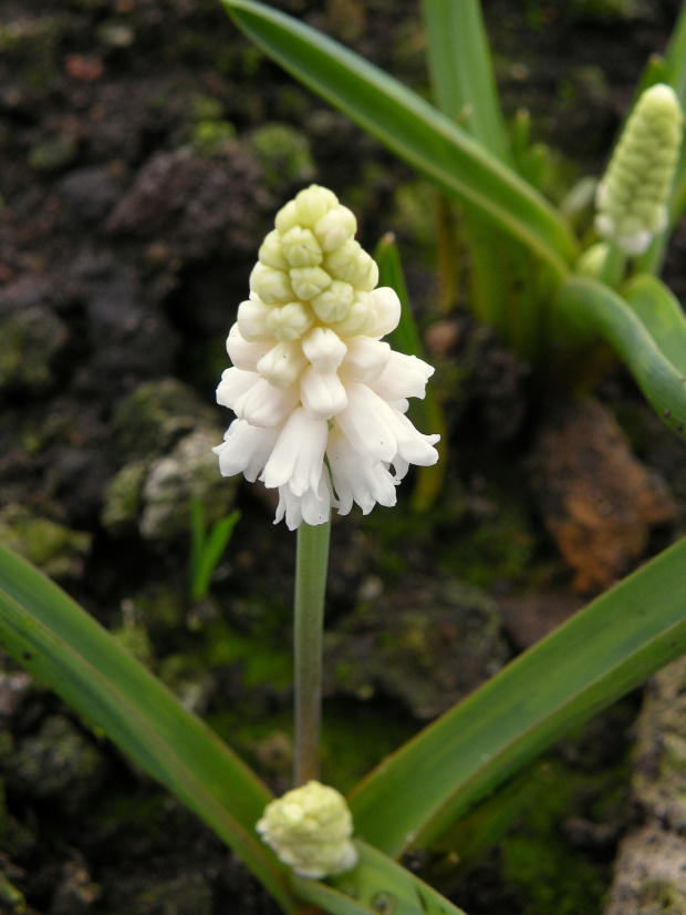 Muscari azureum f. album - 2009