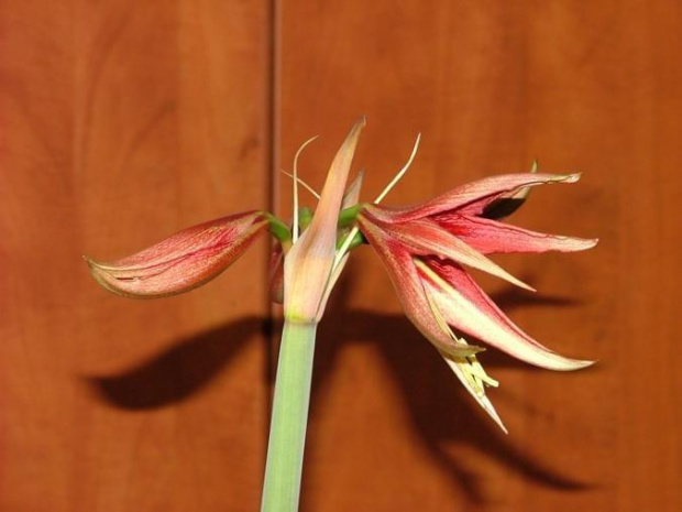 odmiana 'La Paz' - 24 marca 2009 #amarylis #Hippeastrum #hydroponika #LaPaz