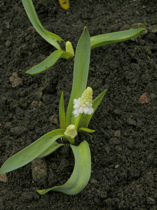 Muscari azureum f. album - 2009