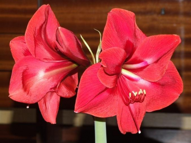 odmiana 'Rilona' - 24 marca 2009 #amarylis #Hippeastrum #hydroponika #Rilona