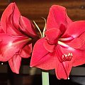 odmiana 'Rilona' - 24 marca 2009 #amarylis #Hippeastrum #hydroponika #Rilona