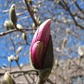 Wiosenny wtorek 24 marca-pąk kwiatu magnolii #magnolie #szpak #zonkile #hiacynty #PierisJap