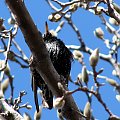 Wiosenny wtorek 24 marca-rozśpiewany szpak #magnolie #szpak #zonkile #hiacynty #PierisJap