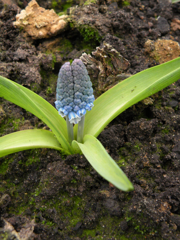 Muscari azureum