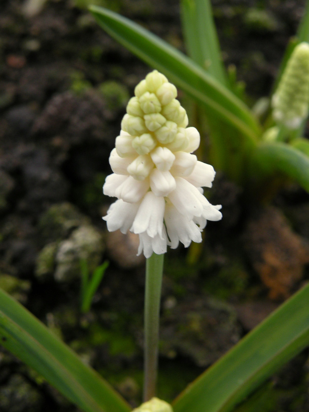 Muscari azureum f. album - 2009