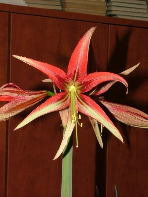 odmiana 'La Paz' - 25 marca 2009 #amarylis #Hippeastrum #hydroponika #LaPaz