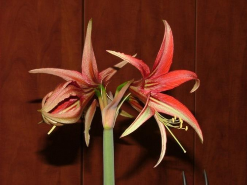 odmiana 'La Paz' - 25 marca 2009 #amarylis #Hippeastrum #hydroponika #LaPaz