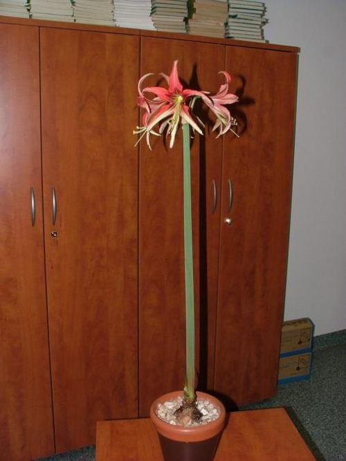 odmiana 'La Paz' - 27 marca 2009 #amarylis #Hippeastrum #hydroponika #LaPaz