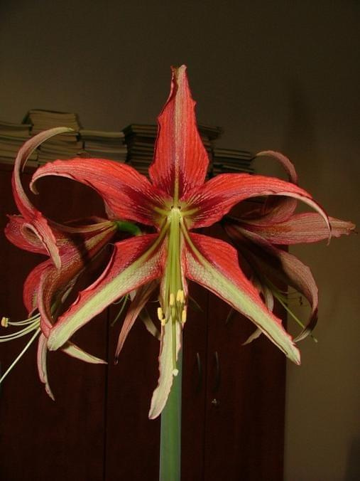 odmiana 'La Paz' - 27 marca 2009 #amarylis #Hippeastrum #hydroponika #LaPaz