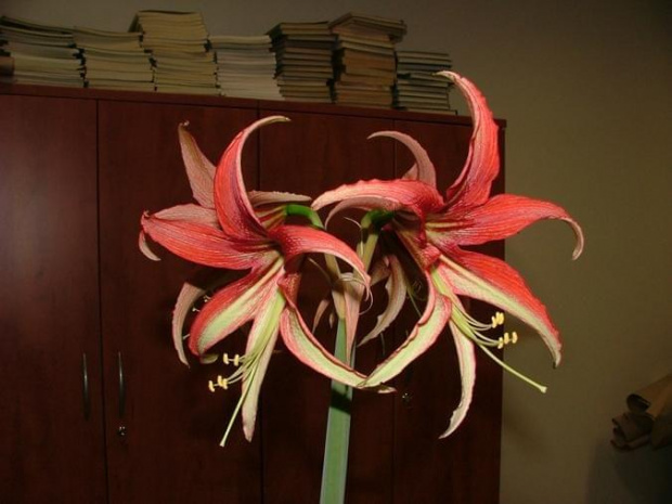 odmiana 'La Paz' - 27 marca 2009 #amarylis #Hippeastrum #hydroponika #LaPaz