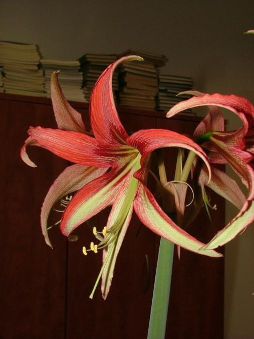 odmiana 'La Paz' - 27 marca 2009 #amarylis #Hippeastrum #hydroponika #LaPaz