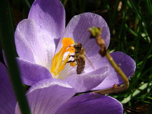 dziś pszczoły wylazły z ziemi i ostro wzięły się do pracy... chyba wiosna już przyszła:-)