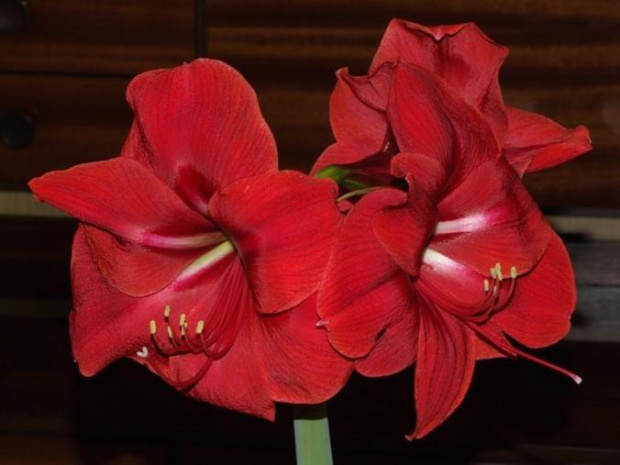 odmiana 'Rilona' - 27 marca 2009 #amarylis #Hippeastrum #hydroponika #Rilona