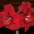 odmiana 'Rilona' - 27 marca 2009 #amarylis #Hippeastrum #hydroponika #Rilona