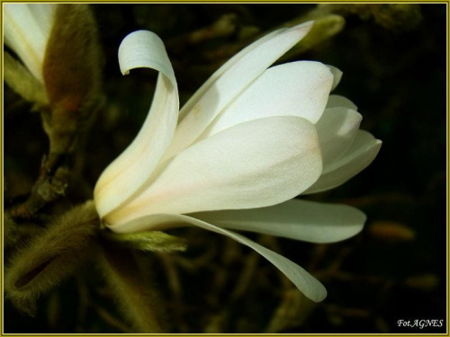 Magnolia rozkwita..:-)) Kwiatuszek dla wszystkich niecierpliwie wyczekujących Wiosny no i Lata....