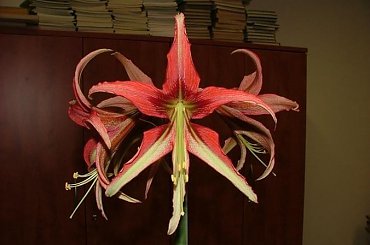 odmiana 'La Paz' - 27 marca 2009 #amarylis #Hippeastrum #hydroponika #LaPaz