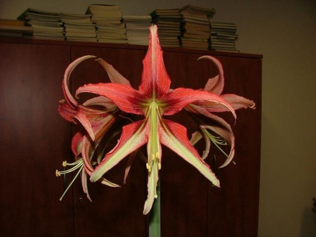 odmiana 'La Paz' - 27 marca 2009 #amarylis #Hippeastrum #hydroponika #LaPaz