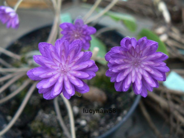 Hepatica Sikhouden