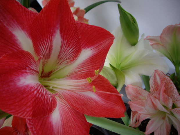 Kwiatki dla Gosi ( _gosiek_)
Wszystkiego najlepszego z okazji Urodzin Gosiu !!!!!!!!!!!! #urodziny #amarylis #amaryllis