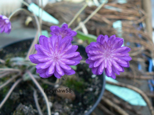 Hepatica Sikhouden