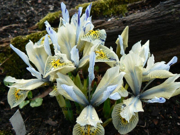 Iris reticulata Katherin Hodgin