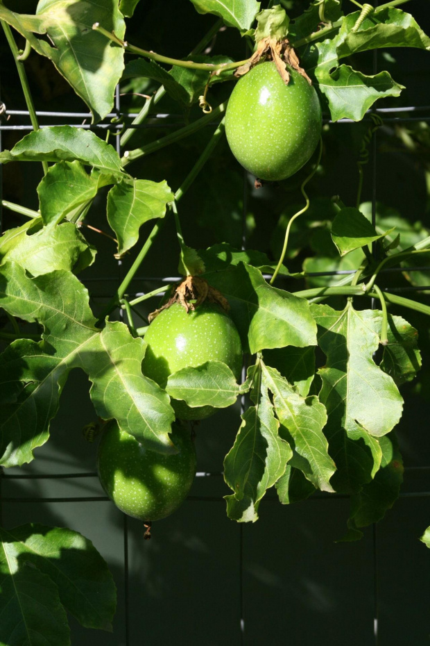 Passiflora owocuje drugi raz w tym roku, tym razem ma kilkanascie owocow a nie dwa.