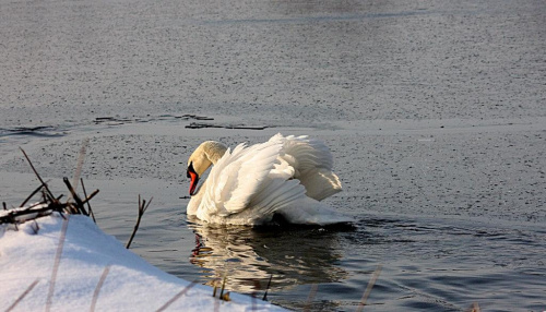 Moje ukochane ptaki...(26.03.2009)