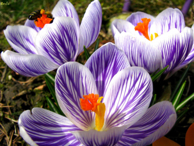Zawitała do mnie wiosna :))) #wiosna #kwiaty #krokusy