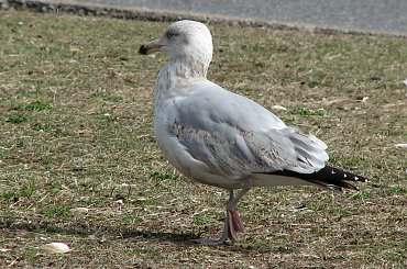 Okolice plaży #DziekieGęsi #mewy #szpaki