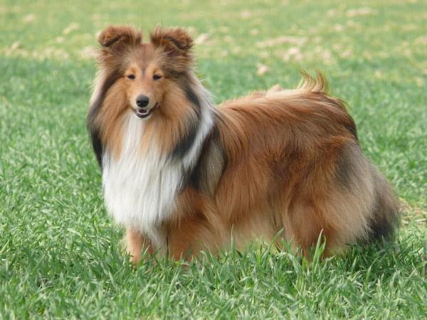 Diabelskie Rozdroże,sheltie.BAŚNIOWA SILJE