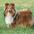 Diabelskie Rozdroże,sheltie.BAŚNIOWA SILJE