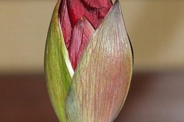 odmiana 'Benfica' - 4 kwietnia 2009 (trzeci pęd) #amarylis #Hippeastrum #hydroponika #Benfica