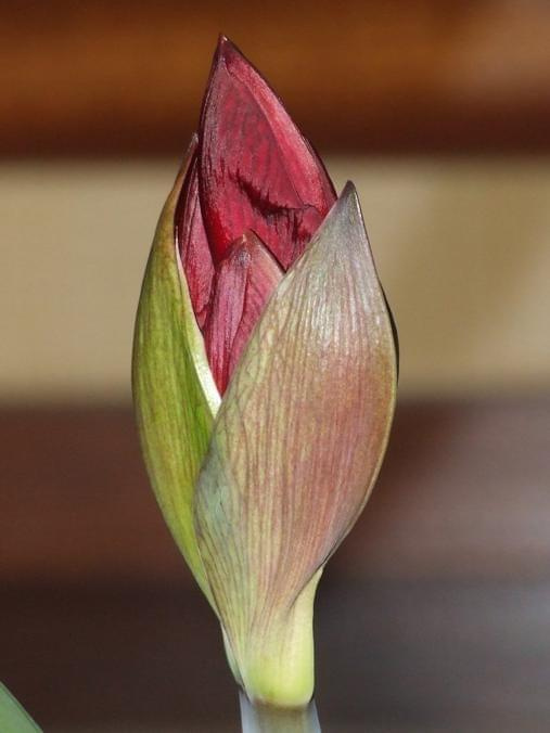 odmiana 'Benfica' - 4 kwietnia 2009 (trzeci pęd) #amarylis #Hippeastrum #hydroponika #Benfica