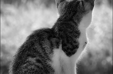 Zaczekam ... #ZwierzętaDomowe #koty #kociaki #emocje