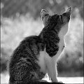 Zaczekam ... #ZwierzętaDomowe #koty #kociaki #emocje