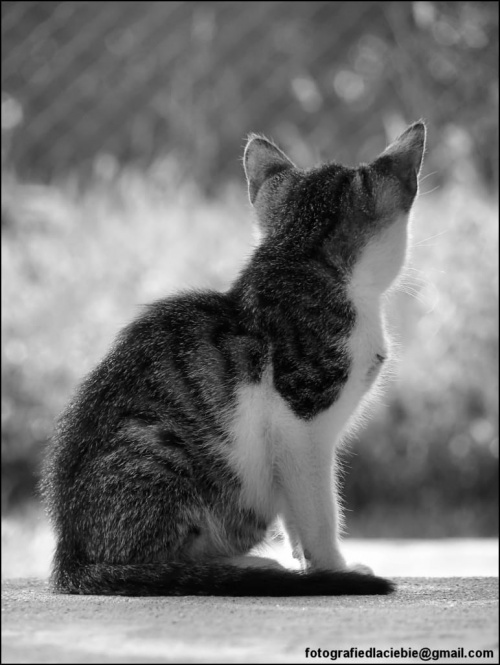 Zaczekam ... #ZwierzętaDomowe #koty #kociaki #emocje