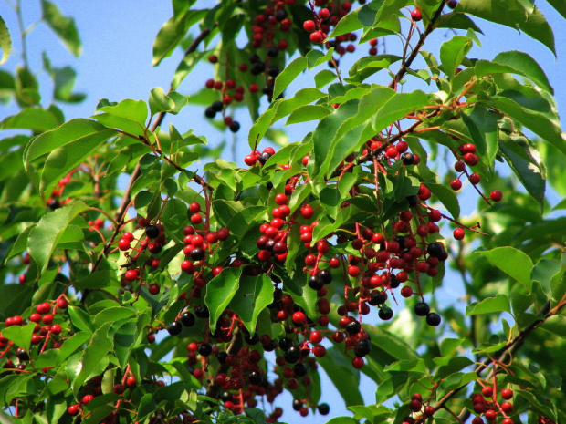 Dzieki Koksikowi wiemy co to za drzewo: Prunus serotina,czyli czeremcha późna am. #drzewa #krzewy #kwiaty