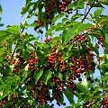 Dzieki Koksikowi wiemy co to za drzewo: Prunus serotina,czyli czeremcha późna am. #drzewa #krzewy #kwiaty